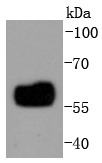 Anti-IRF5 Antibody (6F756)