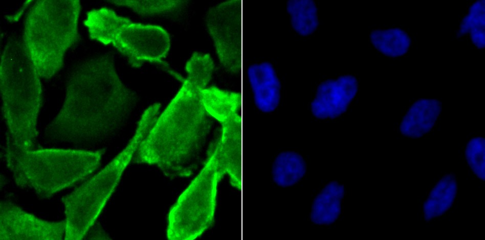 Anti-JAB1 Antibody (6A480)