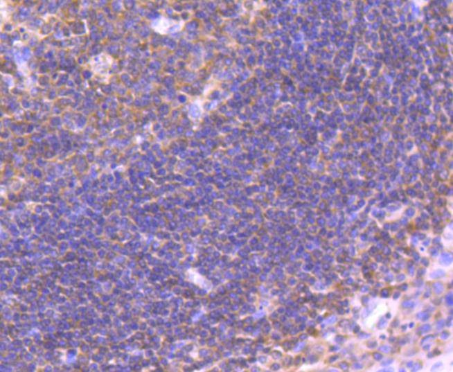 Anti-IRF3 Antibody (3T220)