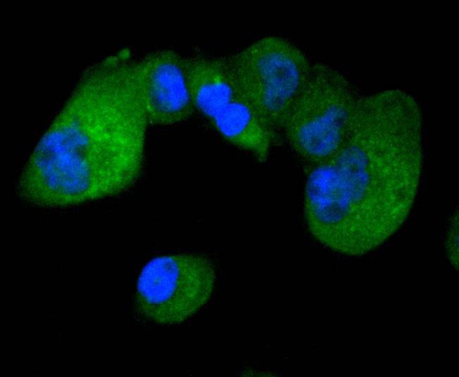 Anti-IRF3 Antibody (3T220)