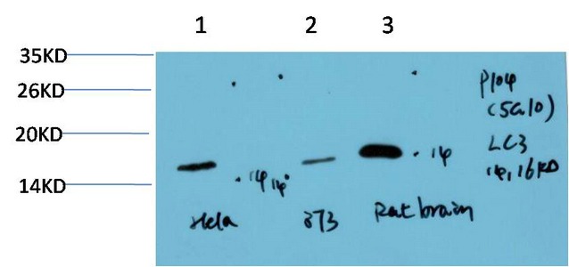 Anti-LC3A Antibody (5O401)