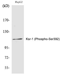 Anti-Phospho-Ksr-1 (Ser392) Polyclonal Antibody