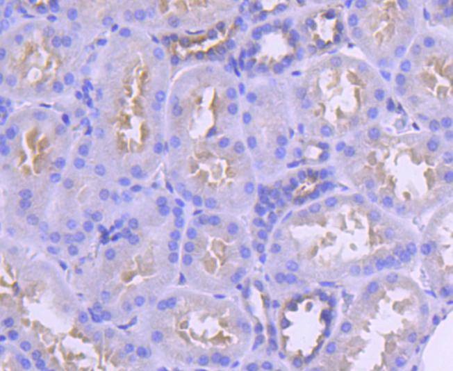 Anti-IRF6 Antibody (5K34)