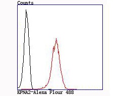 Anti-KPNA2 Antibody (9N857)