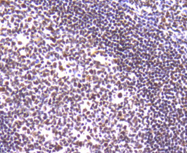Anti-XRCC5 Antibody (9O180)