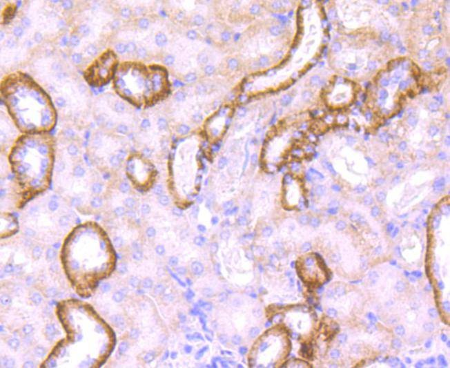 Anti-Jagged 1 Antibody (2B16)