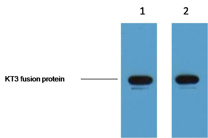 Anti-KT3 Tag Antibody (5T211)