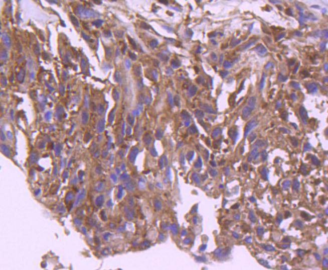 Anti-IRF3 Antibody (3T220)