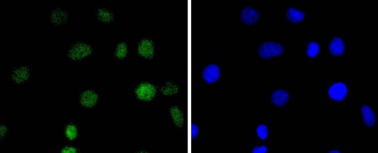 Anti-IRF2 Antibody (8B64)