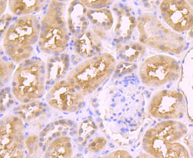 Anti-JAB1 Antibody (6A480)