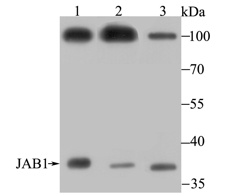 Anti-JAB1 Antibody (6A480)