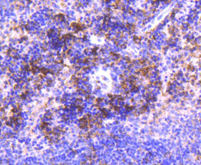 Anti-IRF3 Antibody (3T220)