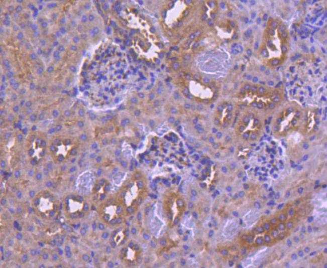 Anti-IRF6 Antibody (5K34)