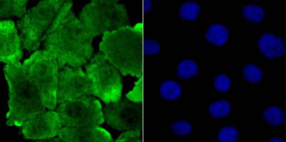 Anti-JAB1 Antibody (6A480)