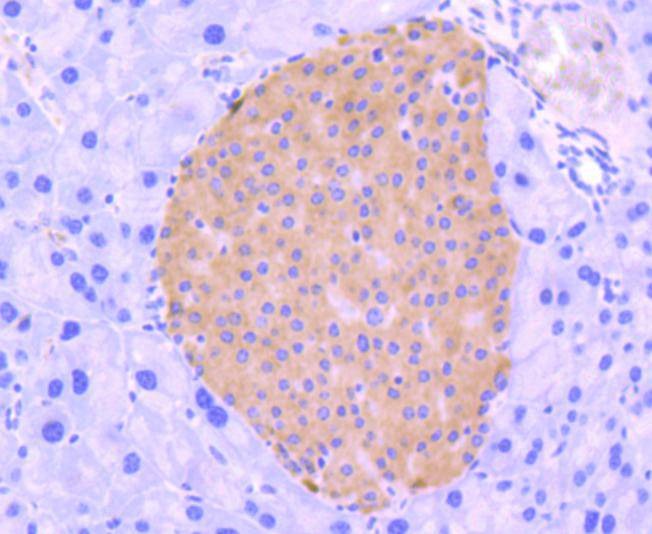 Anti-IRF3 Antibody (3T220)