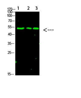 Anti-Acetyl-p53 (Lys120) Polyclonal Antibody
