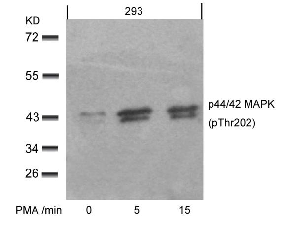 Anti-Phospho-MAPK3/ERK2 (Thr202) Polyclonal Antibody