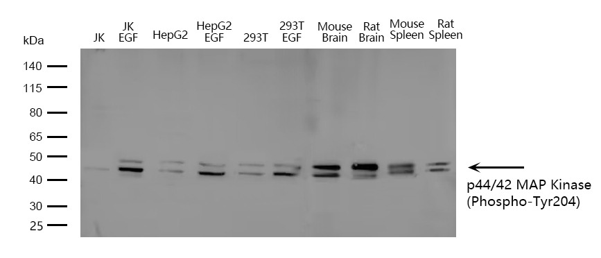 Anti-Phospho-MAPK3/ERK2 (Tyr204) Polyclonal Antibody