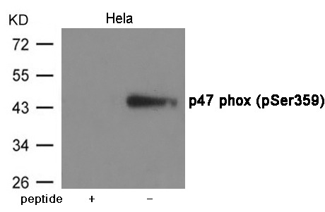 Anti-Phospho-NCF1 (Ser359) Polyclonal Antibody