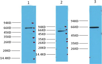 Anti-NF-kB p65 Antibody (9K999)