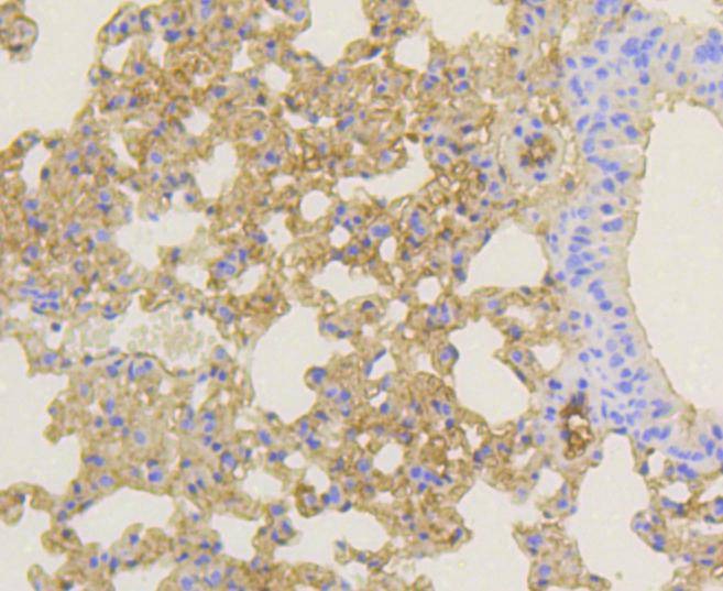 Anti-Notch 1 Antibody (6A911)