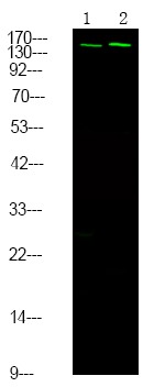 Anti-Phospho-NCOA3 (Ser857) Polyclonal Antibody