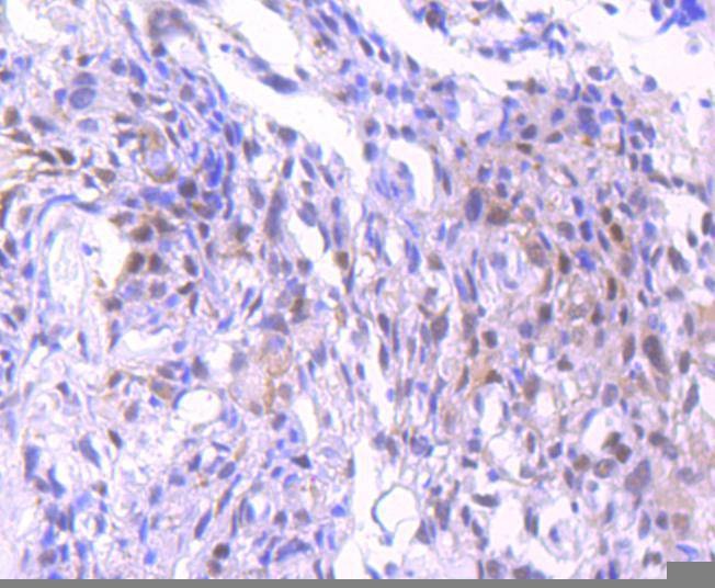 Anti-NEDD8 Antibody (6A250)
