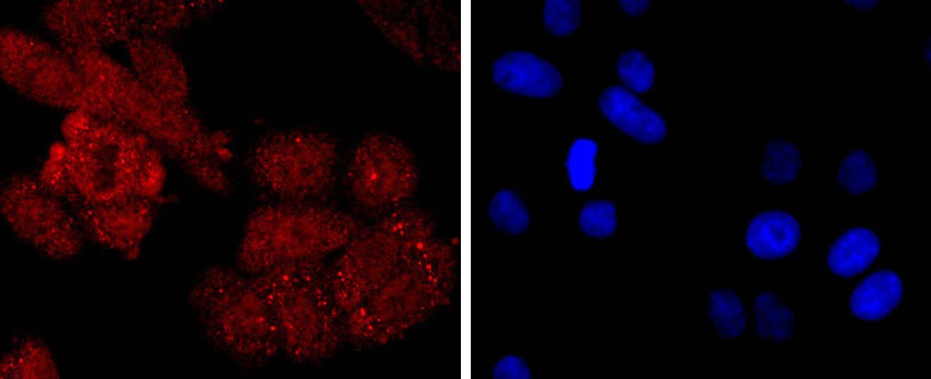 Anti-NEDD8 Antibody (6A250)