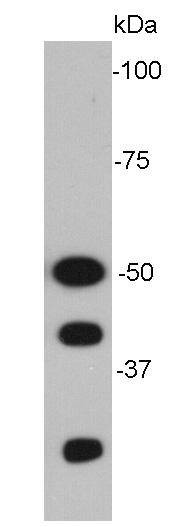 Anti-NFKB1 Antibody (6X277)