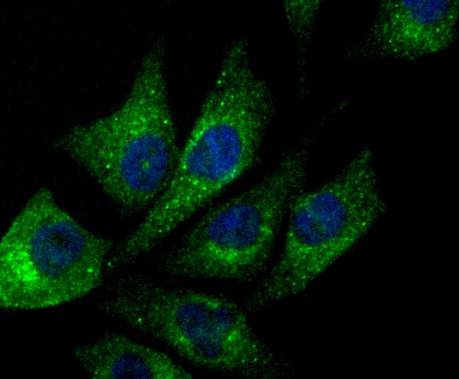 Anti-NDUFS3 Antibody (6M78)