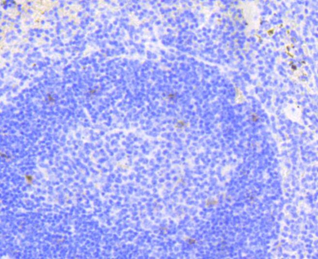 Anti-Notch 1 Antibody (6A911)