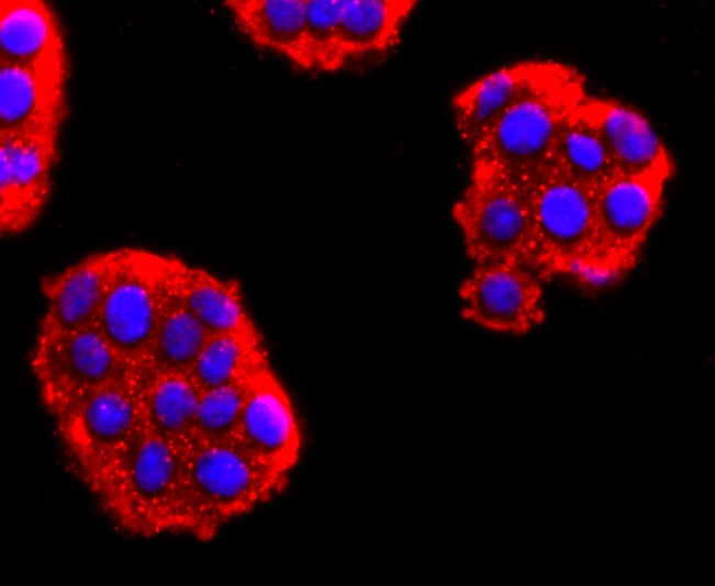 Anti-NEFM Antibody (7Y5)