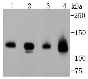 Anti-NRP1 Antibody (4D9)