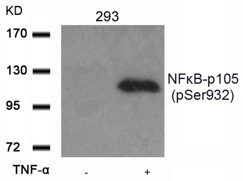 Anti-Phospho-NFKB1 (Ser932) Polyclonal Antibody