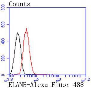 Anti-ELANE Antibody (2I484)