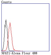Anti-NFAT1 Antibody (4I426)