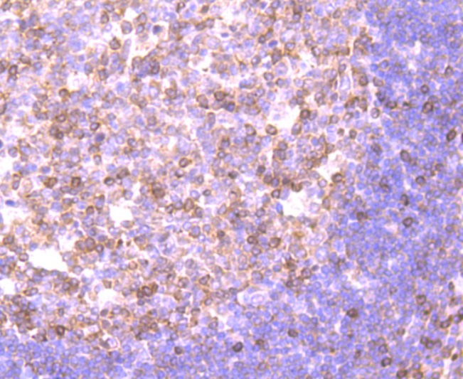Anti-NFAT1 Antibody (4I426)