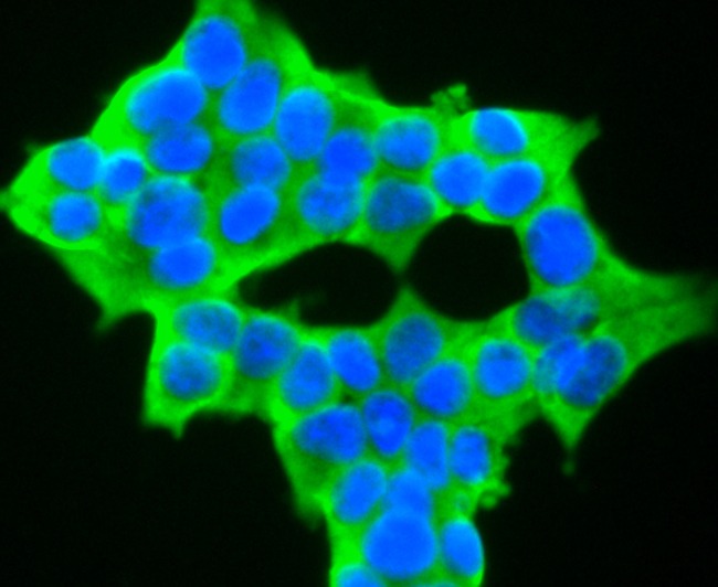 Anti-NFAT2 Antibody (1J539)
