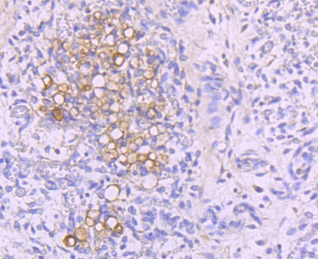 Anti-NFAT2 Antibody (1J539)