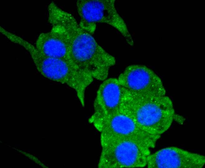 Anti-NRP1 Antibody (4D9)