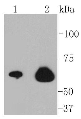 Anti-NF-kB p65 Antibody (4U638)