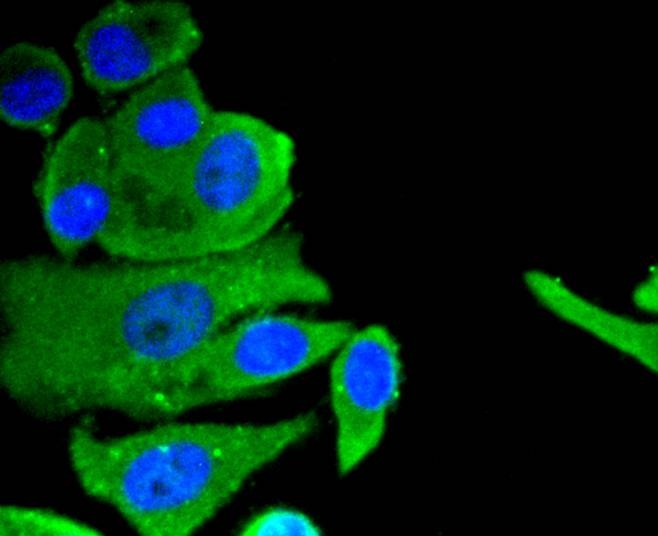 Anti-NRP1 Antibody (4D9)