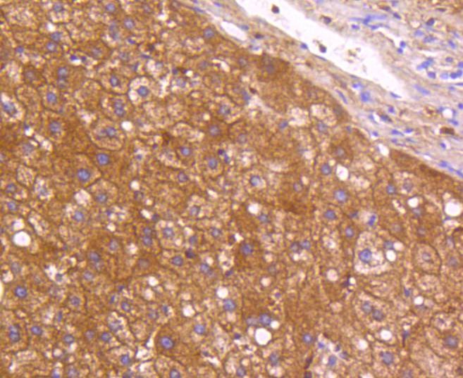 Anti-NRP1 Antibody (4D9)