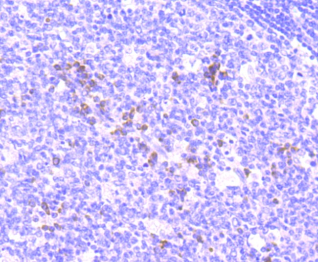 Anti-NFAT2 Antibody (1J539)