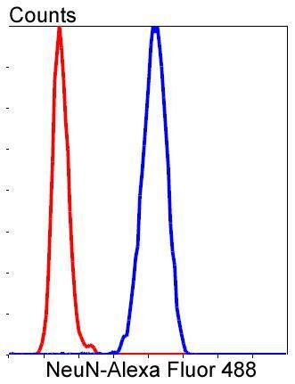 Anti-NeuN Antibody (8Z879)