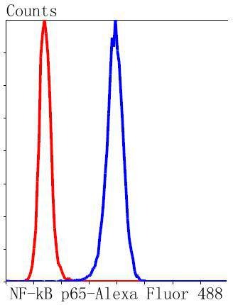 Anti-NF-kB p65 Antibody (4U638)