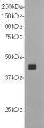 Anti-NRP1 Antibody (2L415)