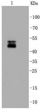 Anti-NeuN Antibody (8Z879)