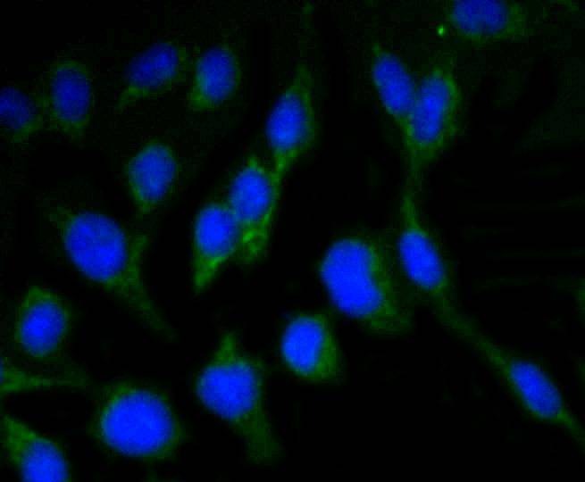 Anti-NeuN Antibody (8Z879)