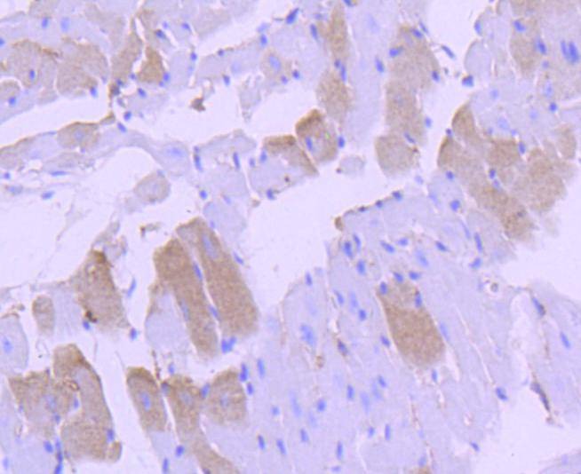 Anti-MAPK14 Antibody (8W839)